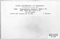 Hygrophorus eburneus image